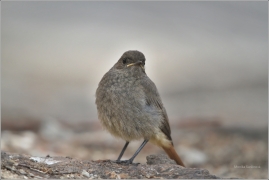<p>REHEK DOMÁCÍ (Phoenicurus ochruros) /Black redstart - Hausrotschwanz/</p>